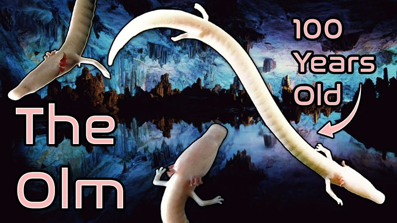 The Hidden World of the Olm | The Oldest Amphibian