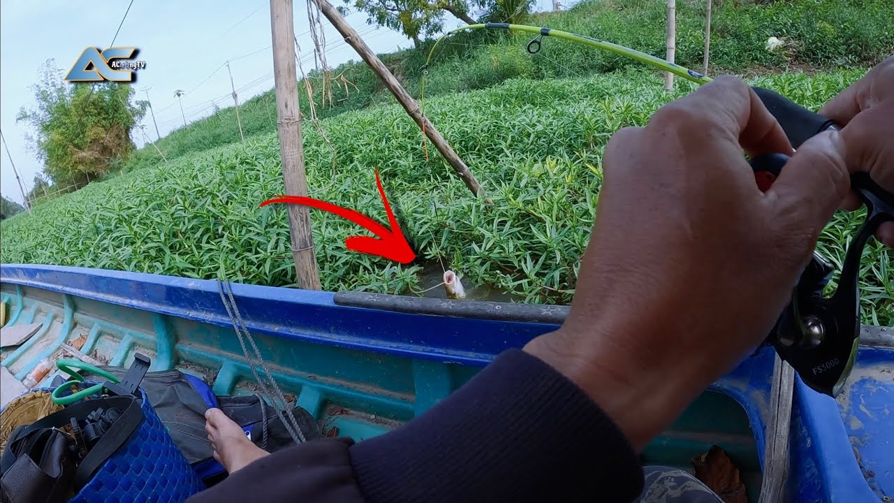 Săn Hàng Lăng Vàng Khủng Ở Sông Bé Gần Nhà Chạm Mặt Và Cái Kết…