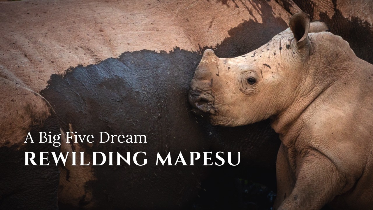 Rewilding Mapesu: A Big Five Dream (4K)