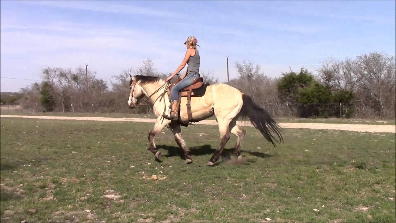 Sam - Morgan gelding SOLD