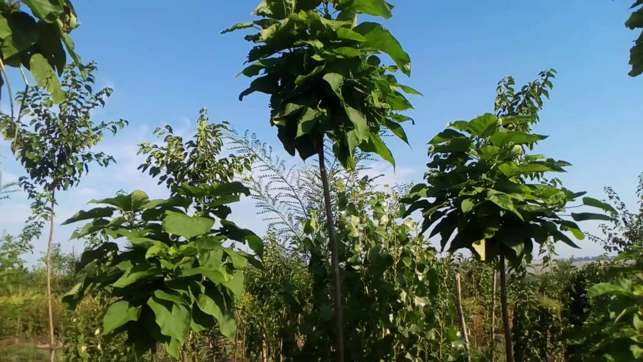Катальпа шаровидная бигнониевидная Нана | Plante.md