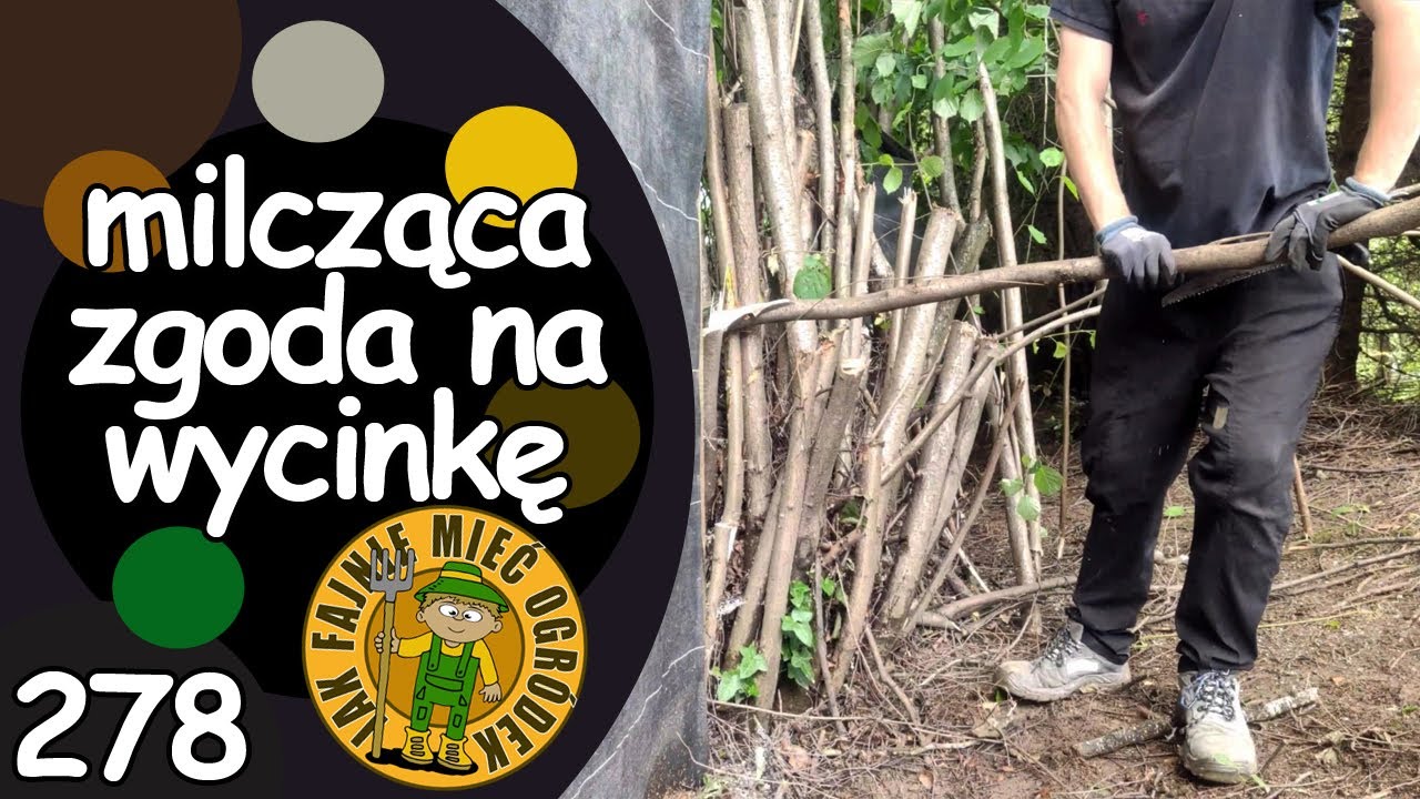 #278 Wycinka drzew na działce - 