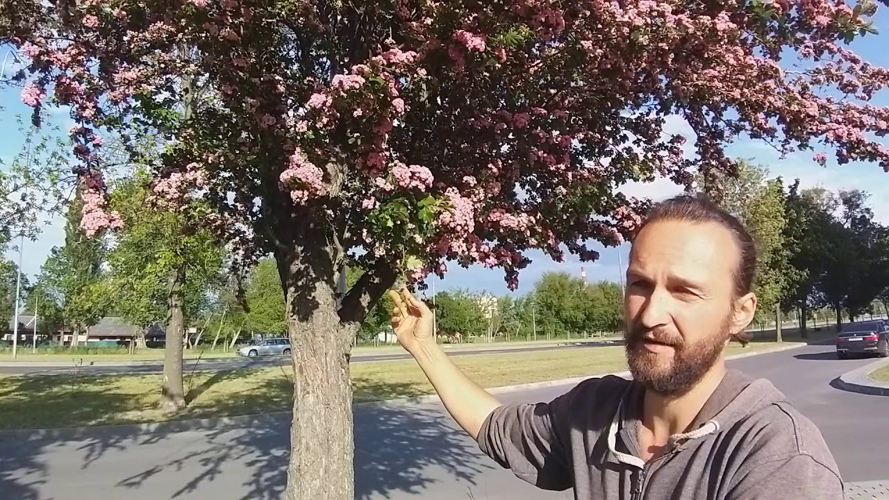 Розовоцветущий боярышник