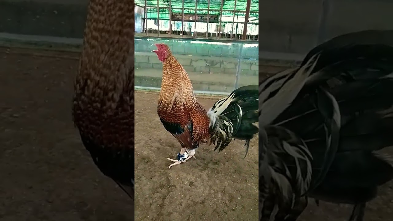 #shamo#aseel#cross#bulik#dome#hatch#short#video