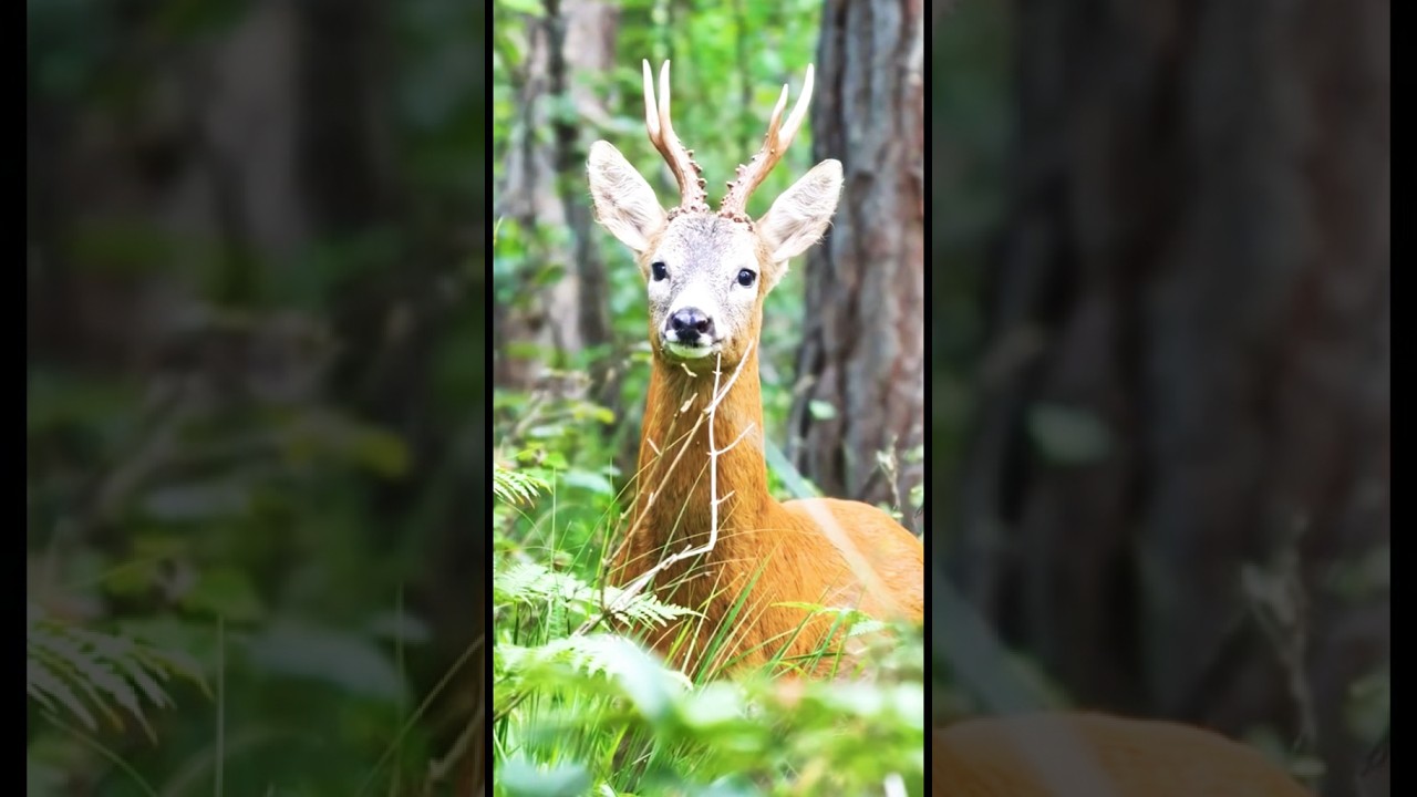 A lone in the 🌳 forest