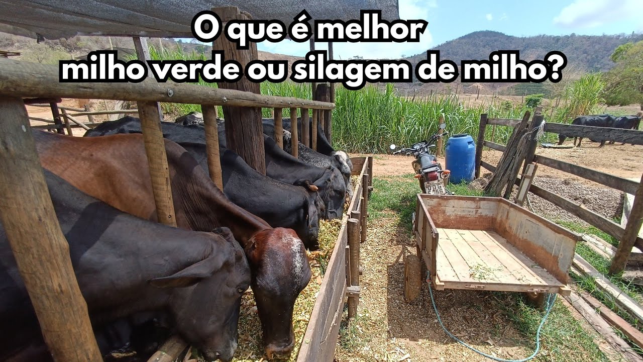 Milho verde ou silagem de milho, Qual gera o melhor resultado?