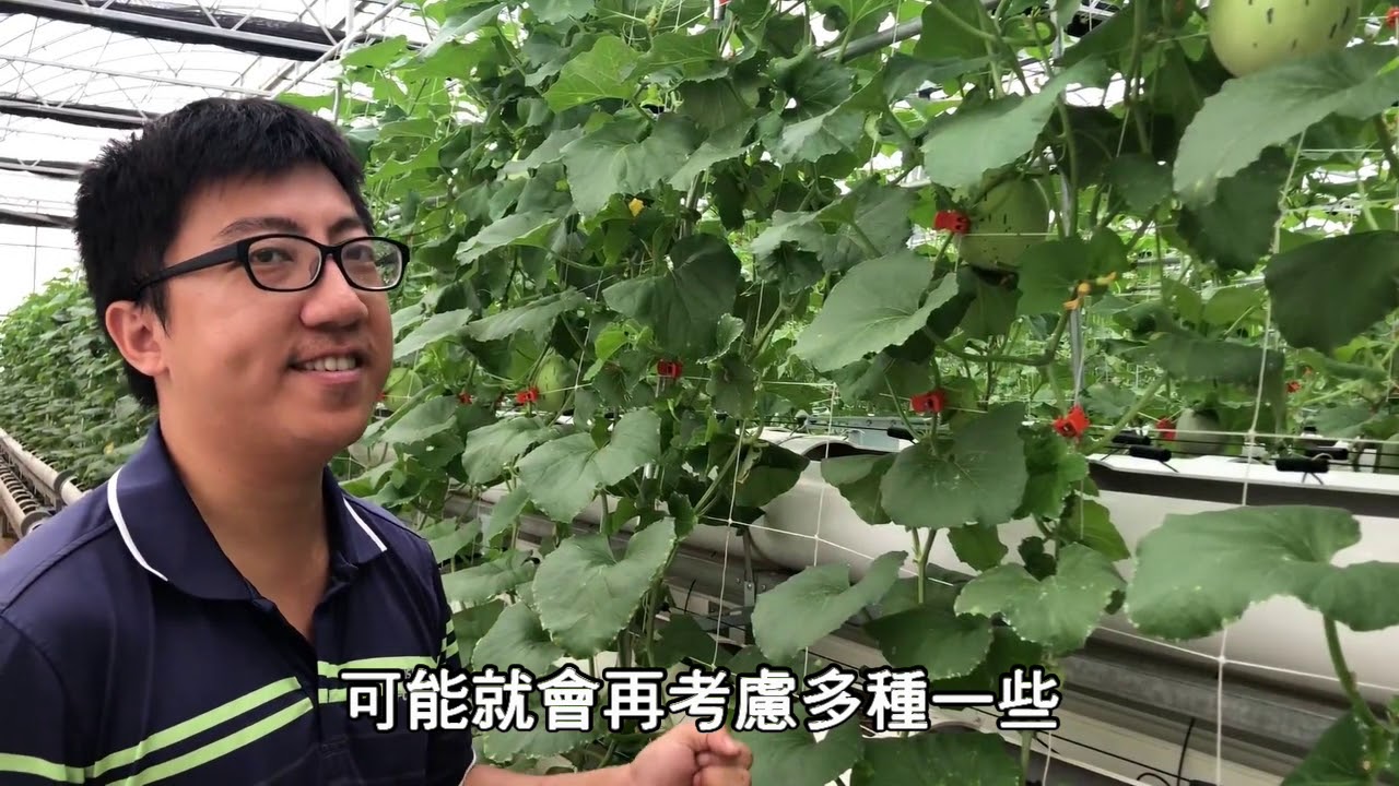台中龍井青年農民-劉軒承-溫室的日常