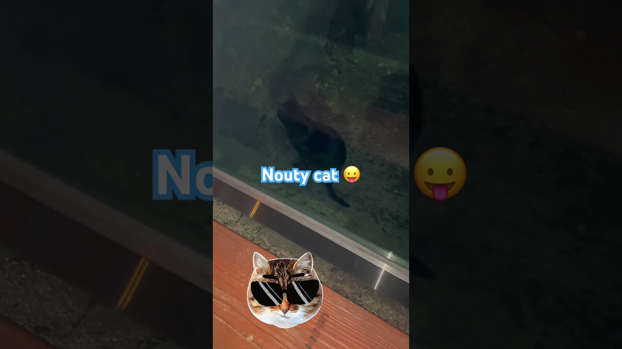 #pets#cats#night#korea#seoulnight