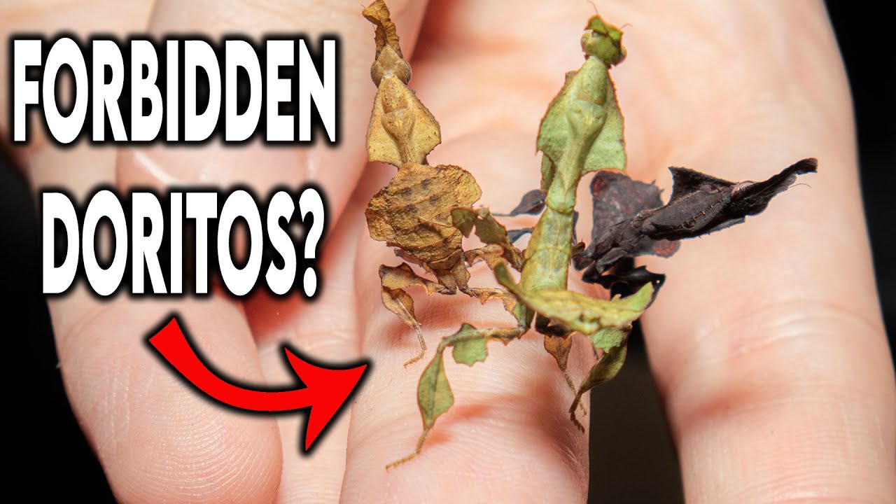 Ghost Mantis cannibalism within my communal... [UPDATES]