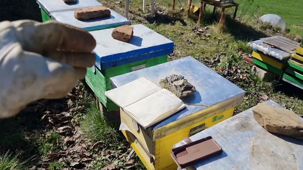 Pregled pčela i stradala košnica PČELARSTVO 2026.