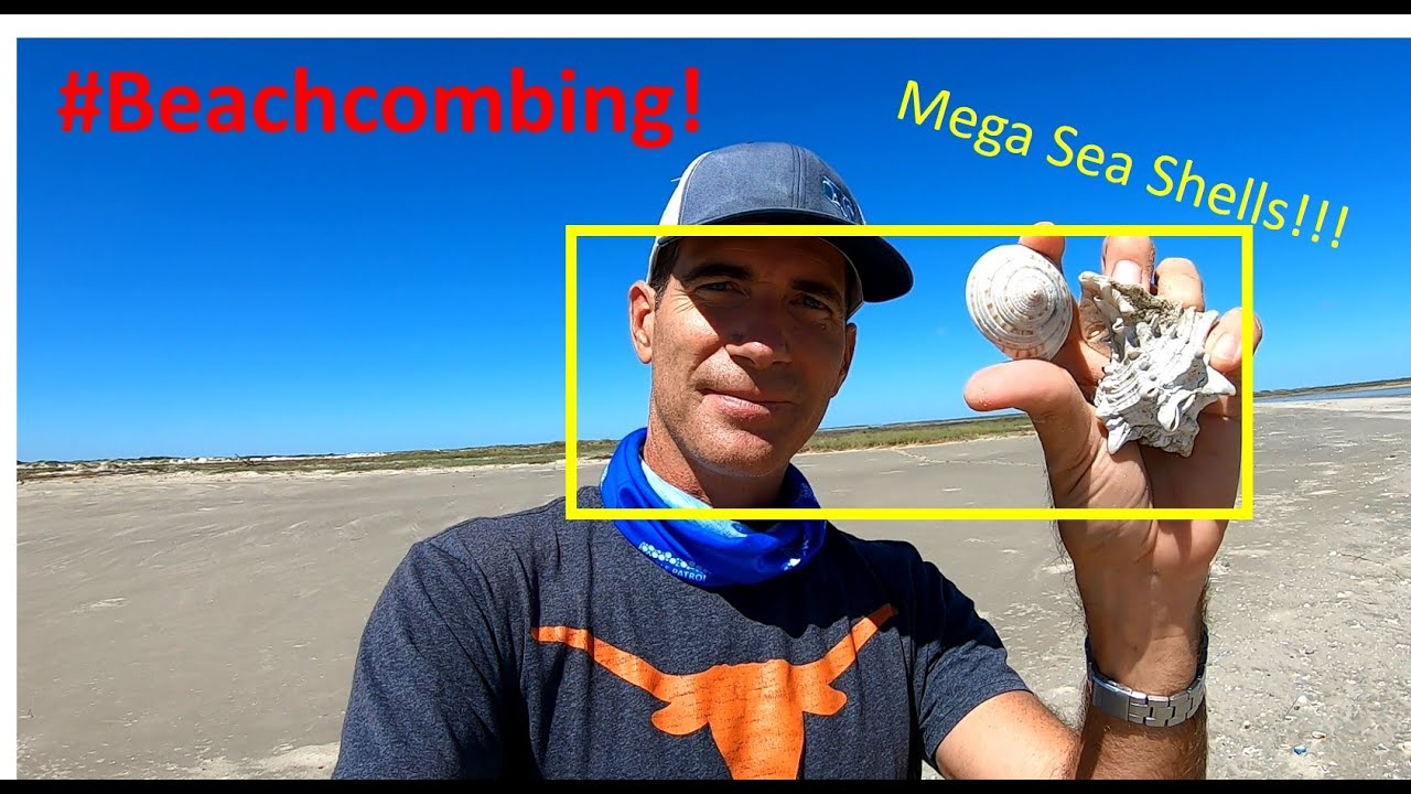 #Beachcombing - Mega Sea Shells