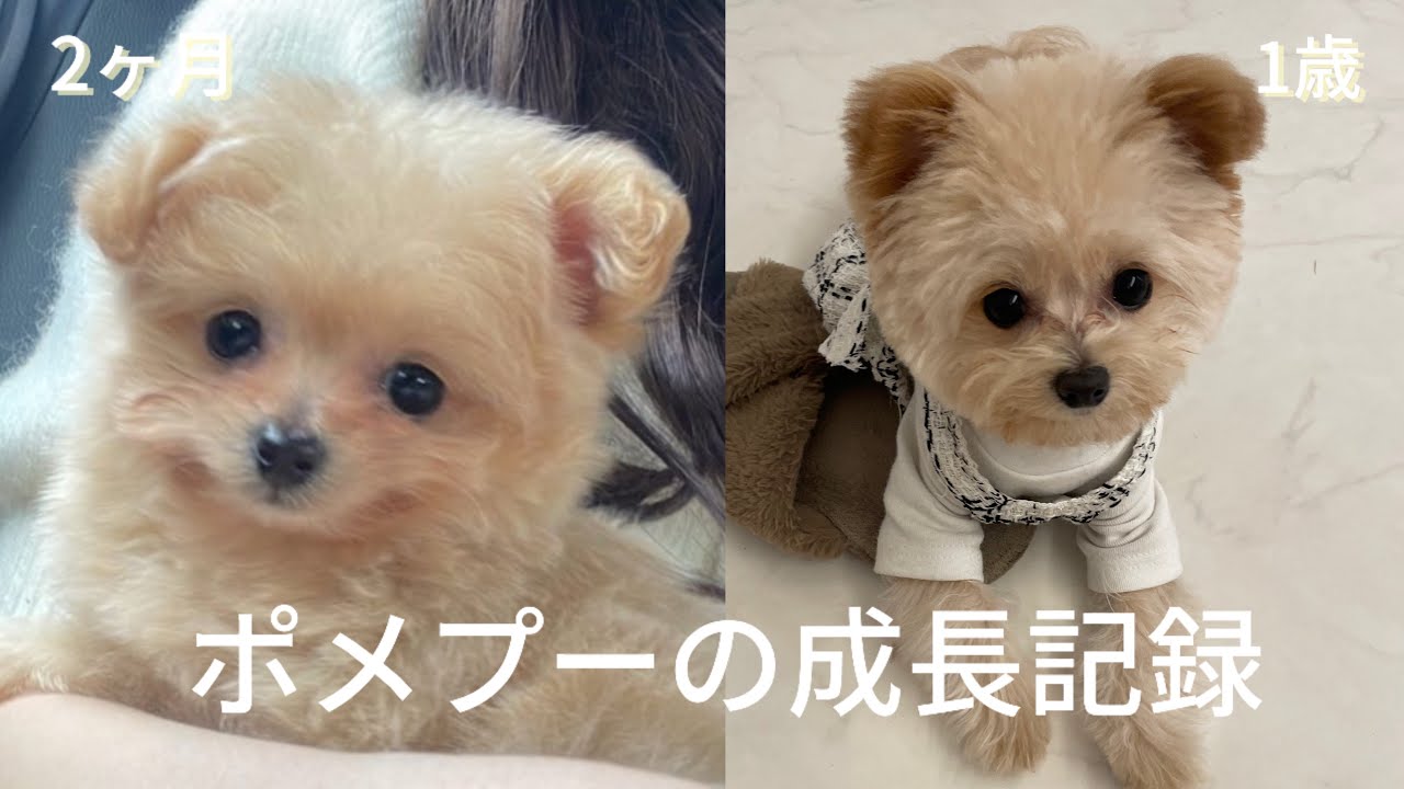#11【成長記録】ポメプーの子犬が1歳になるまで…🧸