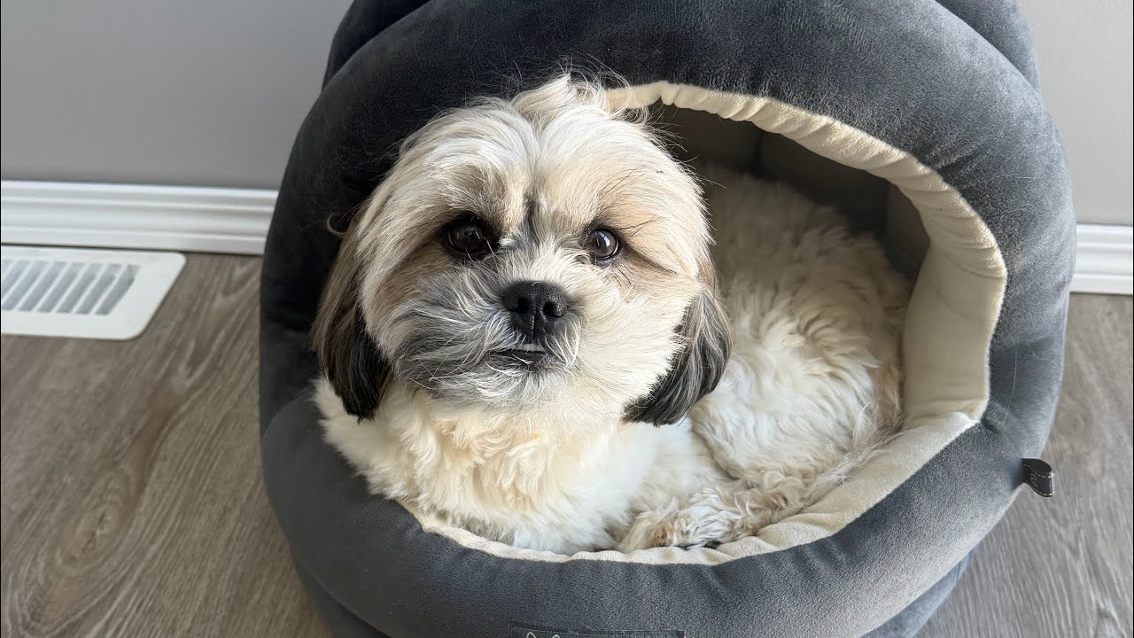 Mr.Tobyshihtzu is live!