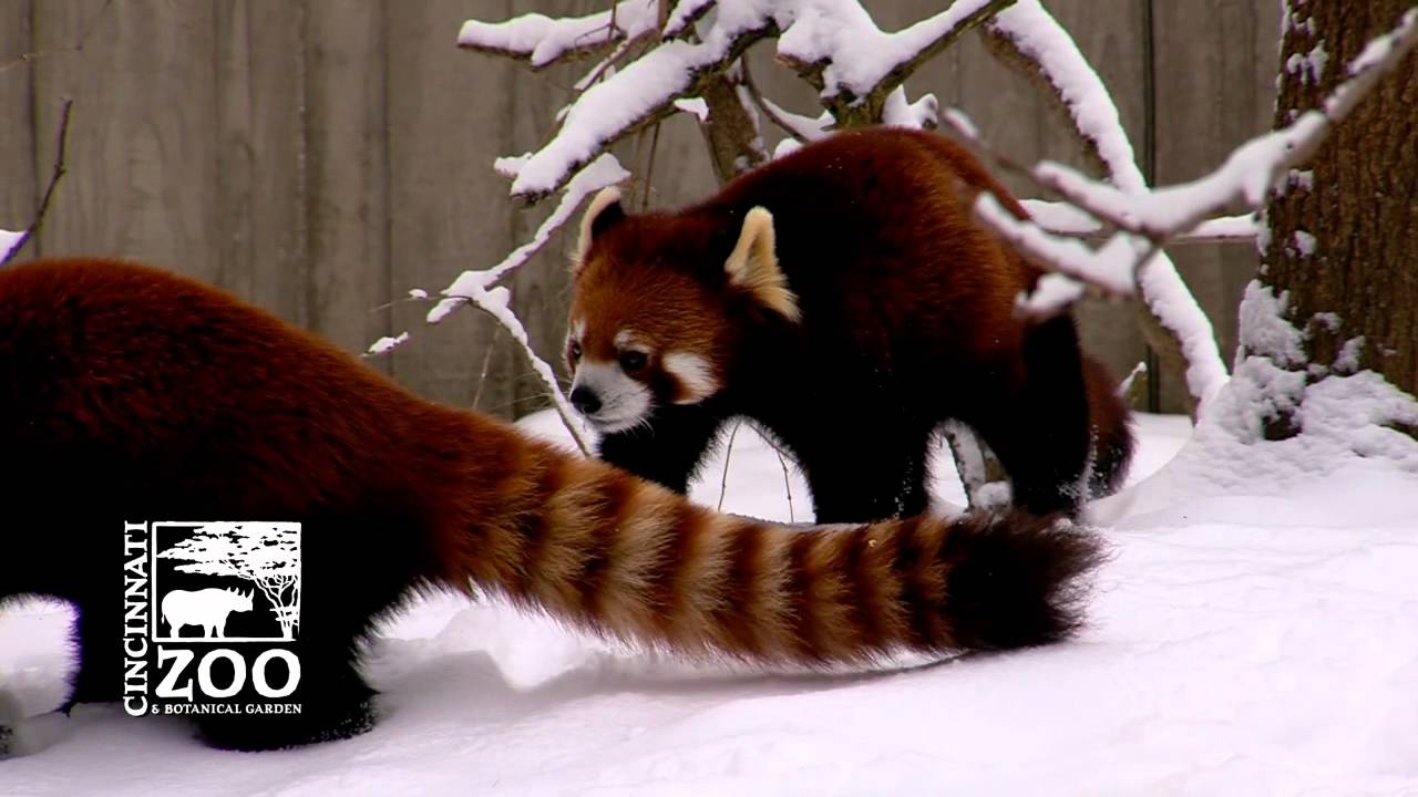 Why a Red Panda would not make a good pet - Cincinnati Zoo