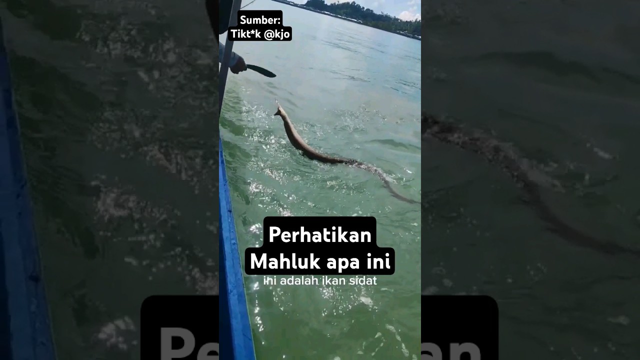 bertarung dengan binatang buas di laut, begini endingnya !! #faktaunik #ikan #laut #mancing #fish