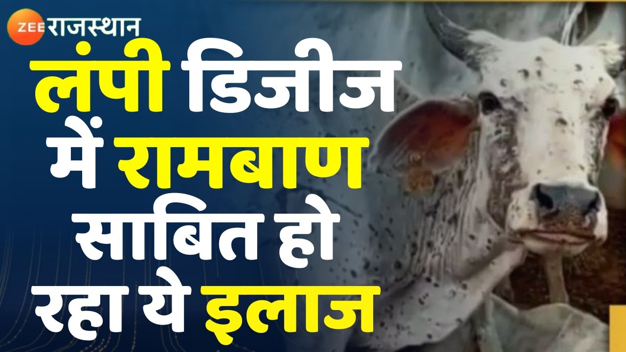 Lumpy Virus : लंपी में रामबाण साबित हो रहा यह इलाज !। Lumpy Disease। Ayurvedic Treatment। Top News