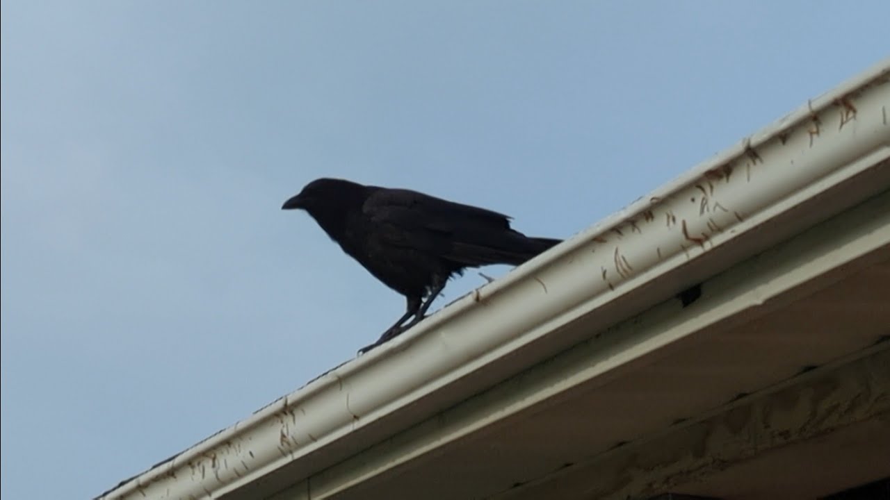Crow Talks To The Turkeys 