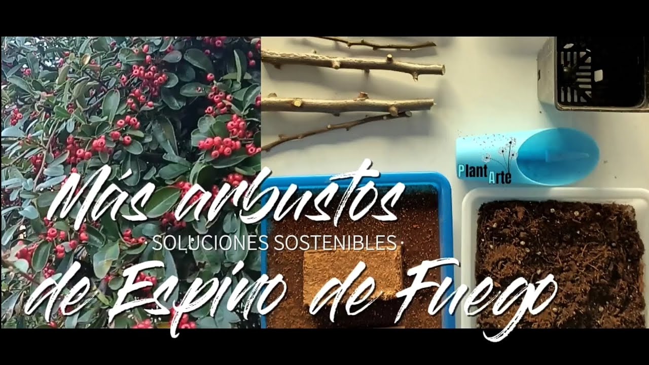 Aprovecha los restos de poda para multiplicar tu Piracanta o Espino de Fuego