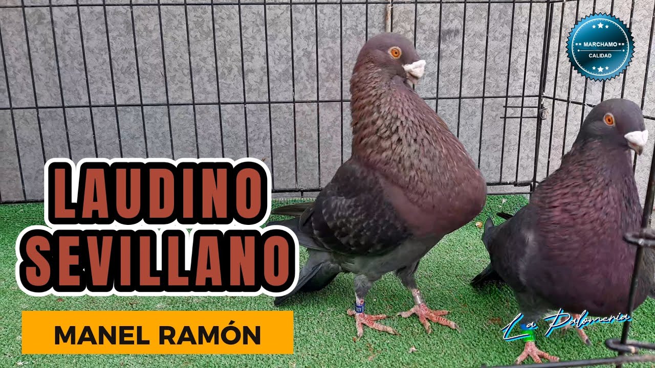 Laudino Sevillano | 05 Palomar Manel Ramón