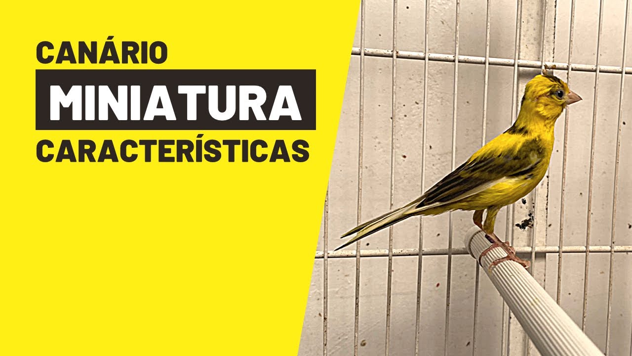 CANÁRIO MINIATURA: CARACTERÍSTICAS DA RAÇA ESPANHOLA