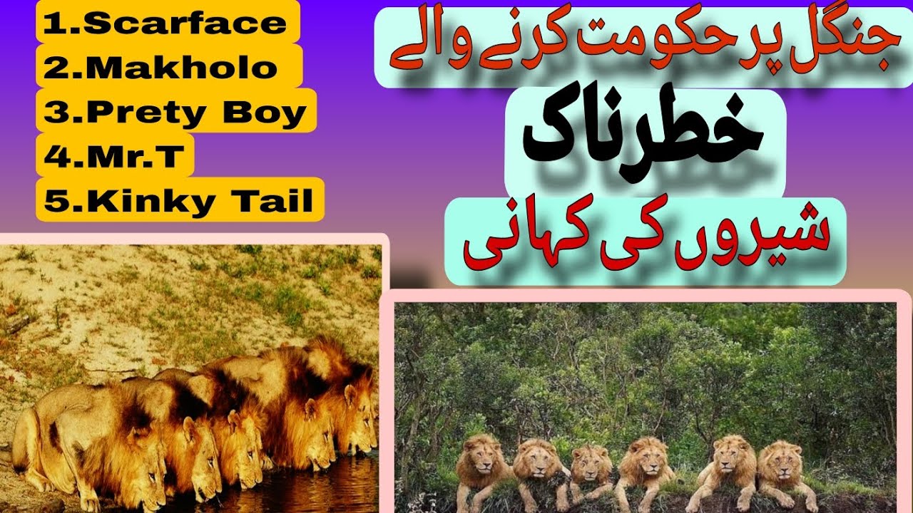 Brothers in blood|lions of sabi sands| Mapogos| 