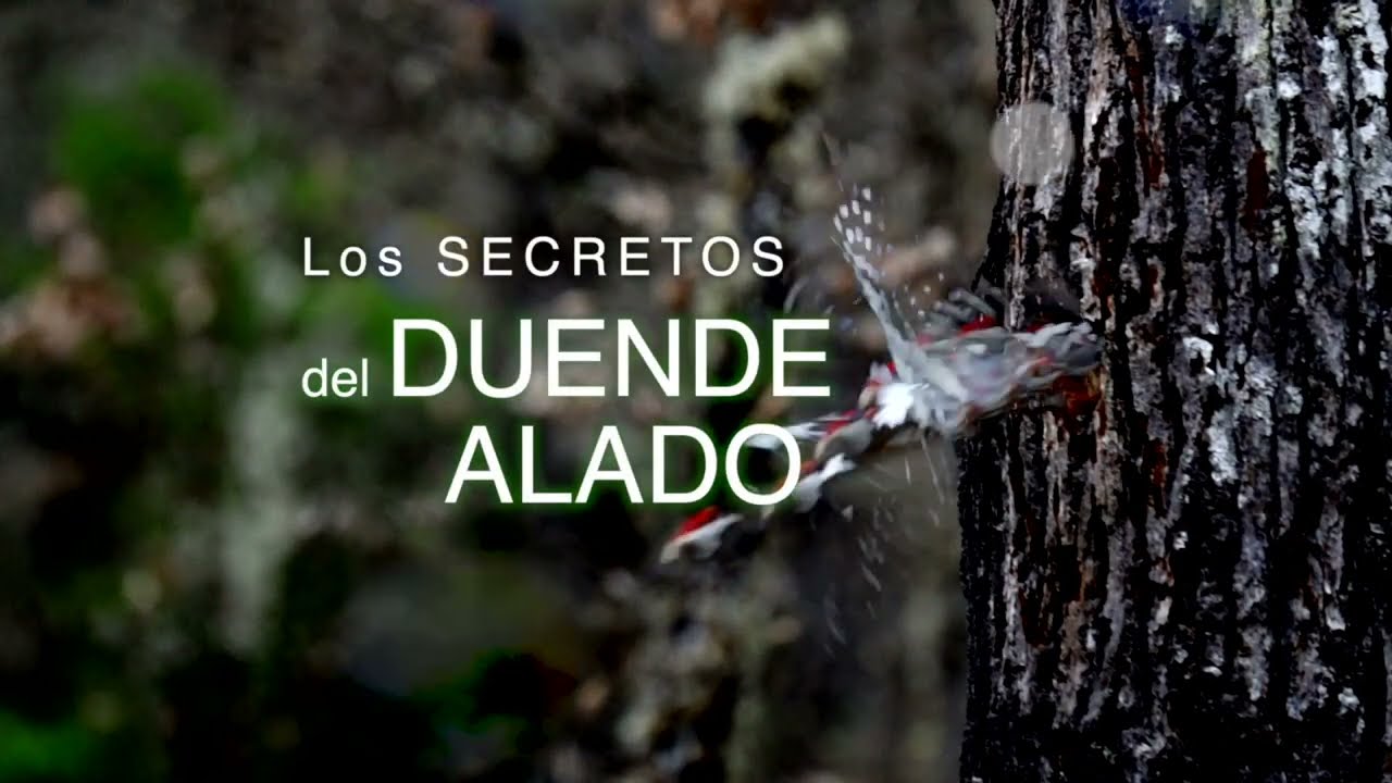 LOS SECRETOS DEL DUENDE ALADO