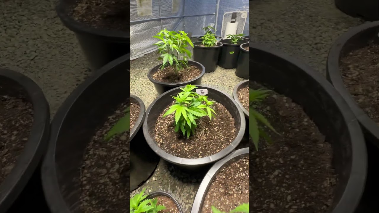 In 30 days I&rsquo;ll flip these into flower! #lightdep #fypシ゚viral #shorts #viralvideo #marijuana #420