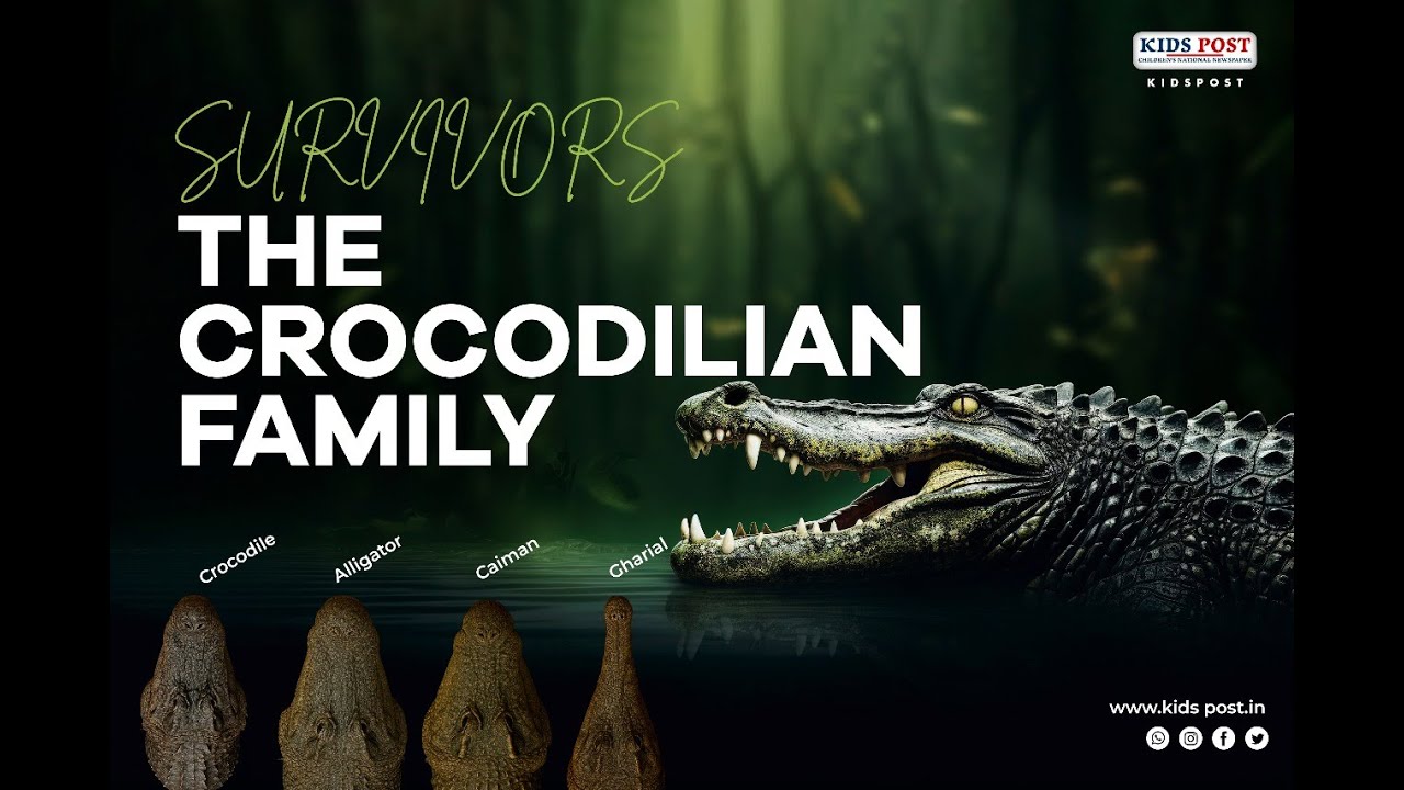 Crocodile vs Alligator vs Caiman vs Gharial | Differences Explained | Kids Post Originals