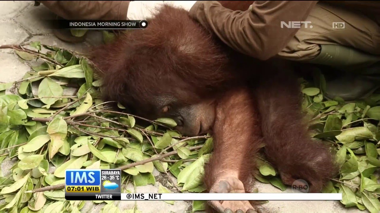 Pelepasliaran Orang Utan Ke Hutan