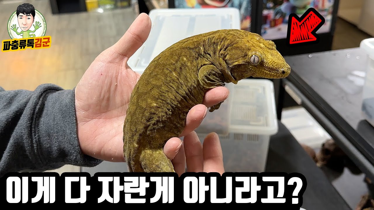 전세계에서 가장 큰 게코 '리키에너스' 키우고 싶은 분은 꼭 보세요