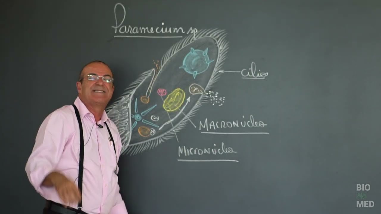 FAMEMA 2021- Quest&atilde;o 8: Protozo&aacute;rios