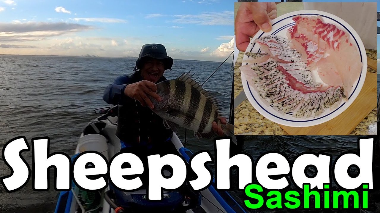 Sheepshead Sashimi, clean/eat 먹방 mukbang