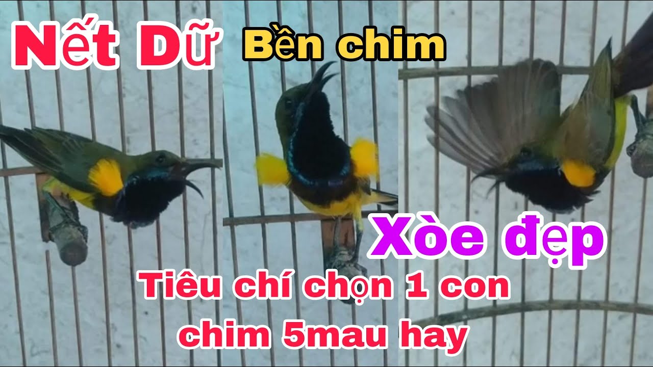 TIÊU CHÍ ĐỂ CHỌN MỘT CHÚ CHIM HÚT MẬT 5MAU HAY NẾT PHẢI DỮ SỨC PHẢI BỀN CHƠI CÁNH ĐẸP _ CẦN MIỀN TÂY