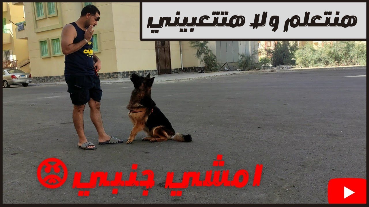 كيفيه تعليم الكلب يمشي جنبك/ازاي تخلي كلبك يمشي جنبك