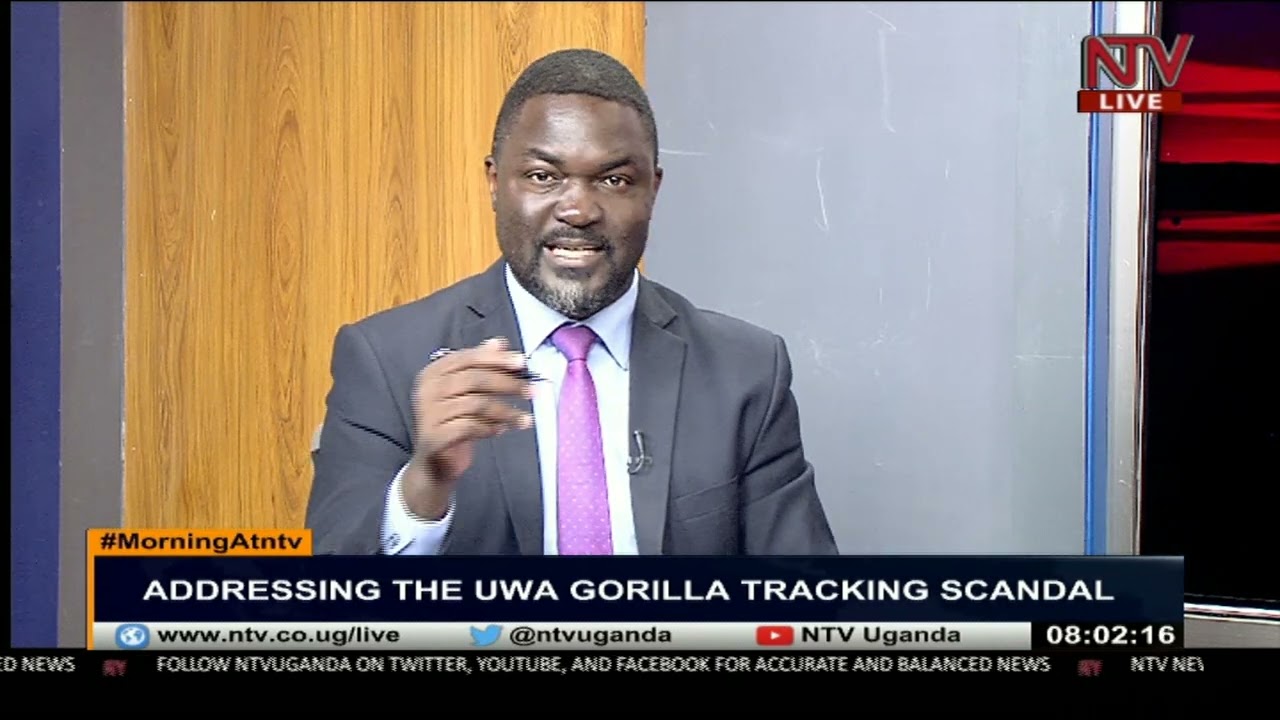Addressing the UWA gorilla tracking scandal | MorningAtNTV