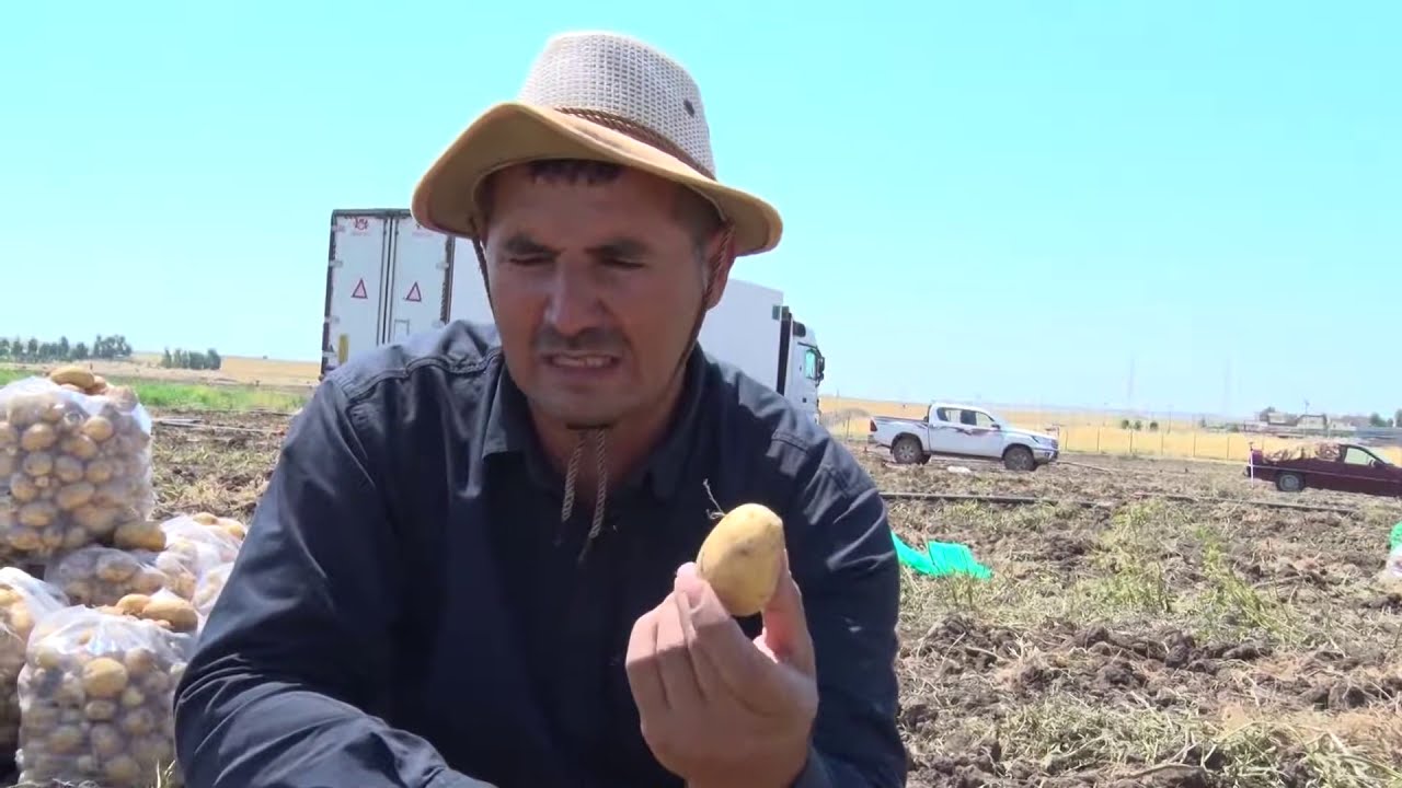 چاندنی پەتاتە لە ناوچەی روڤیا