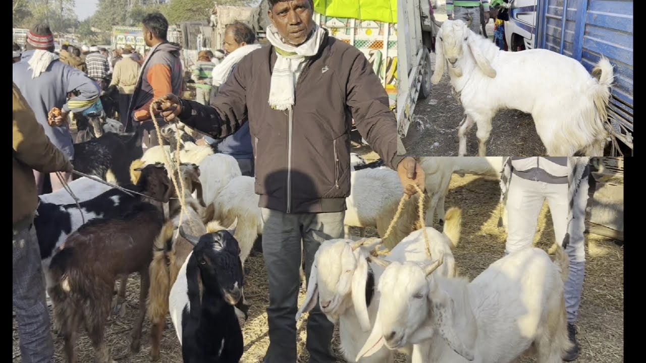 Rajasthan goat market kota Bakra mandi live updet cover with price 14 December 2024