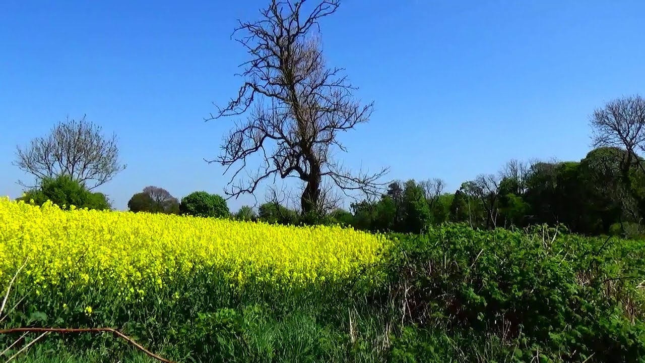 SUNDERLAND :  May Day ramble through Old Burdon and Burdon Village