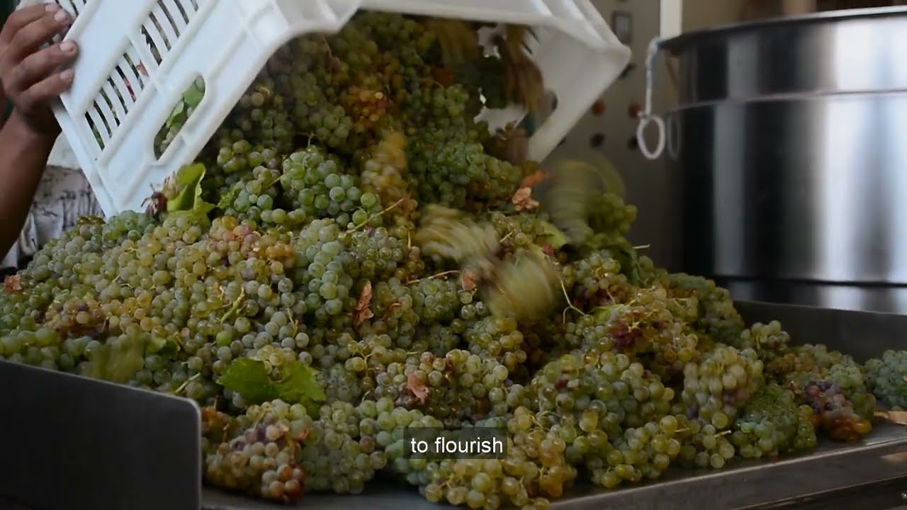 Wine in Lebanon Across Time