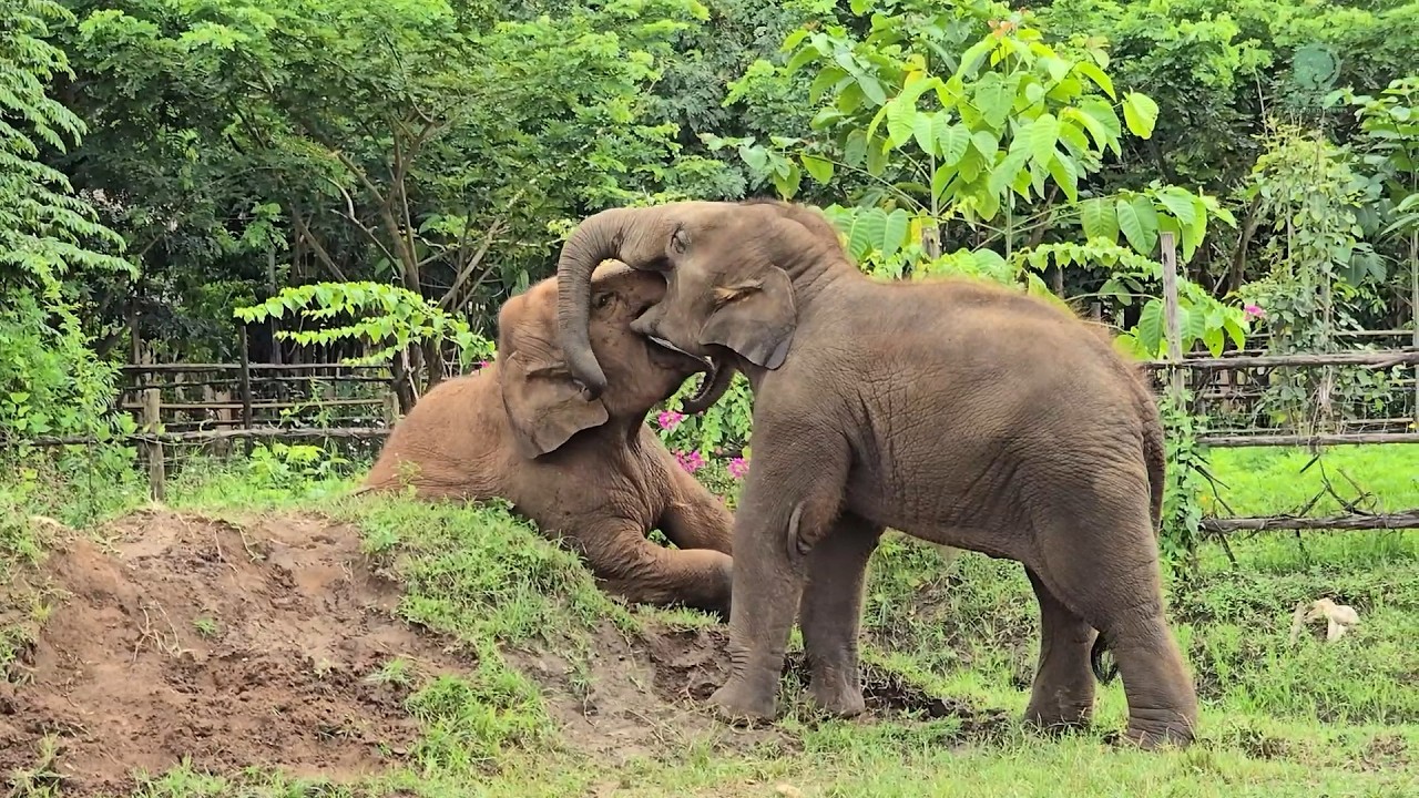 A Little Rain, A Lot of Elephant Joy - ElephantNews
