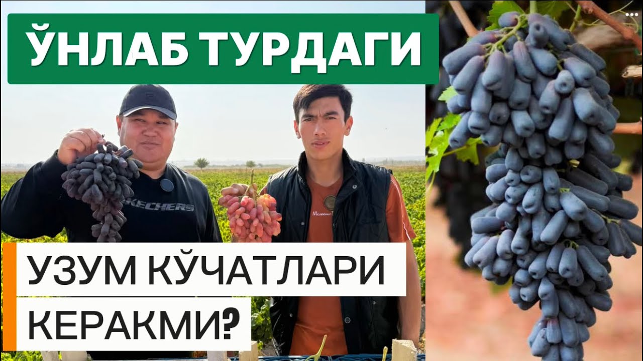 Аватар ва махаллий узум кўчатлари сотилади