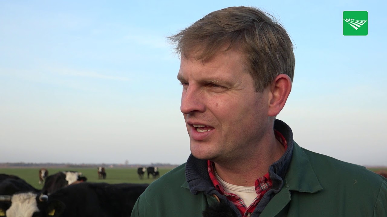 Groninger Blaarkop bij de Drents Big Vief