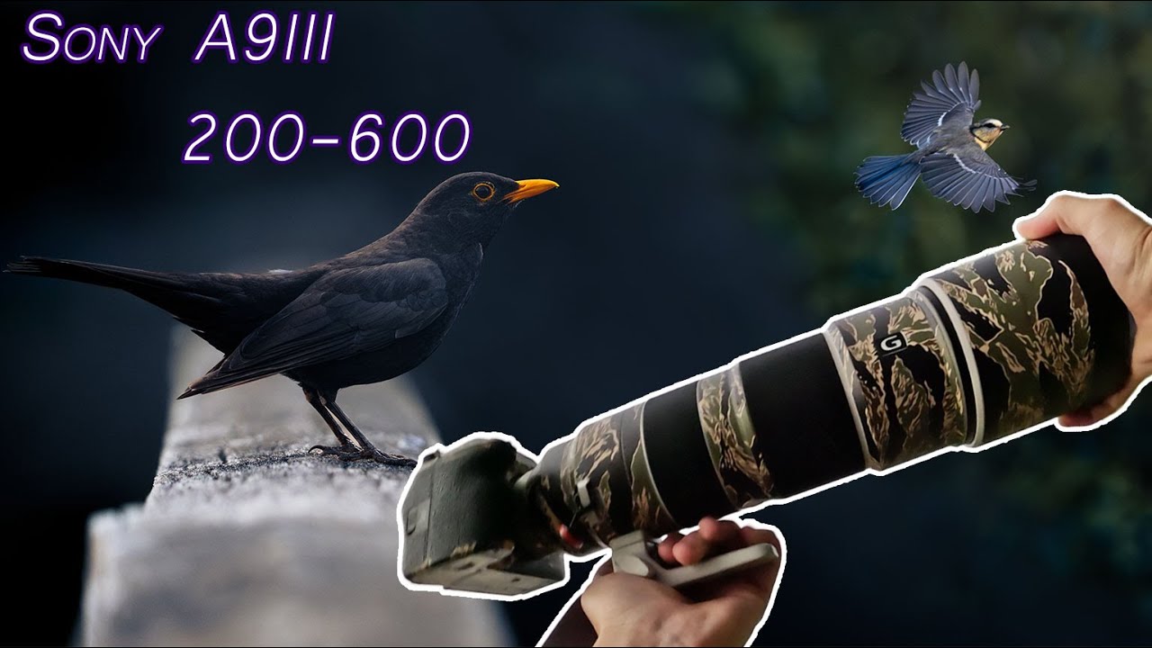 Relaxing wildlife POV with Sony A9 III + 200-600 G OSS