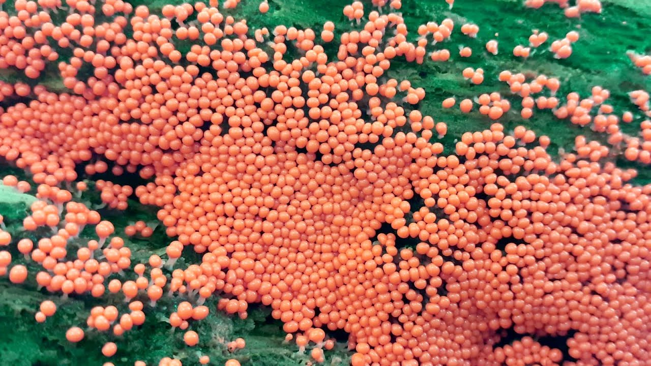 Las w makro: Śluzowce: Kędziorek mylny, wykwit piankowaty, rulik nadrzewny, gładysz kruchy i inne