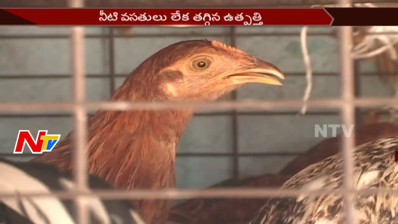 Chicken Price Hike Shocks Non Veg Lovers || Summer Heat || NTV
