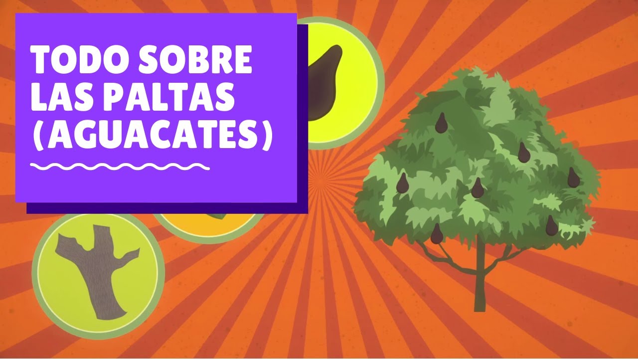 ÑamiÑami: Todo sobre las paltas