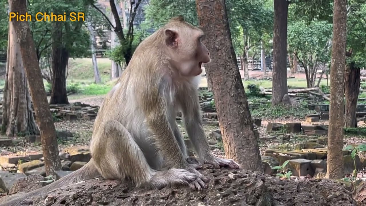 Pregnant monkey (Pich Chhai SR)