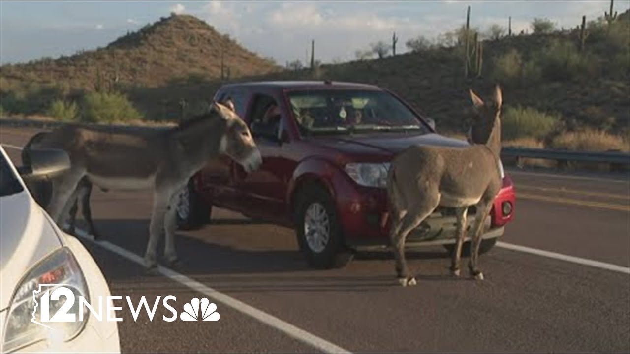 Burros to be removed from Lake Pleasant area