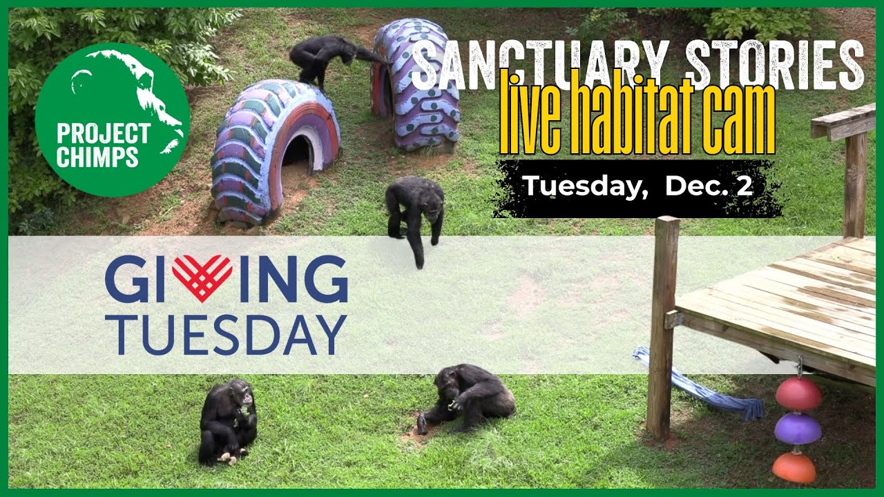 Special GIVING TUESDAY live look inside the chimpanzee habitats!