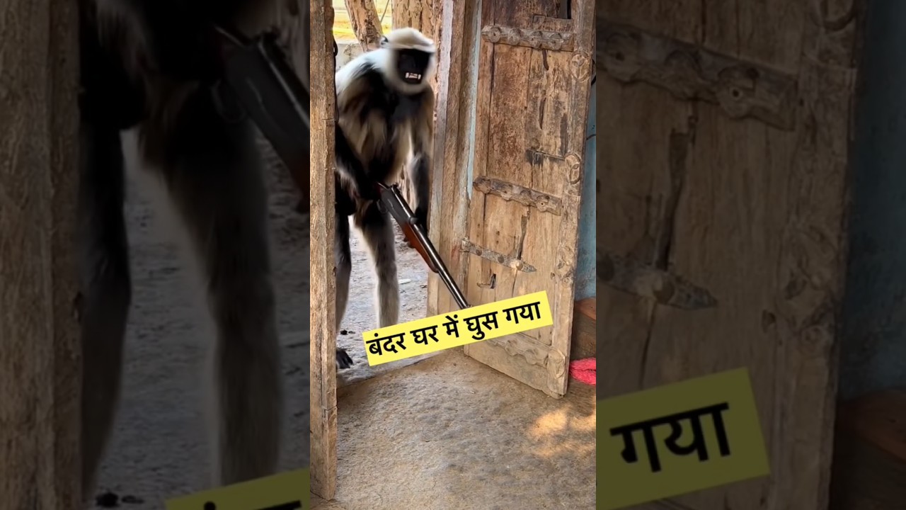 बन्दर बना डाकू 😂😁 
